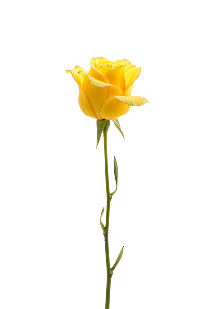 Yellow rose