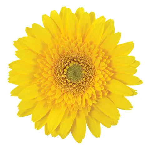 Yellow gerbera