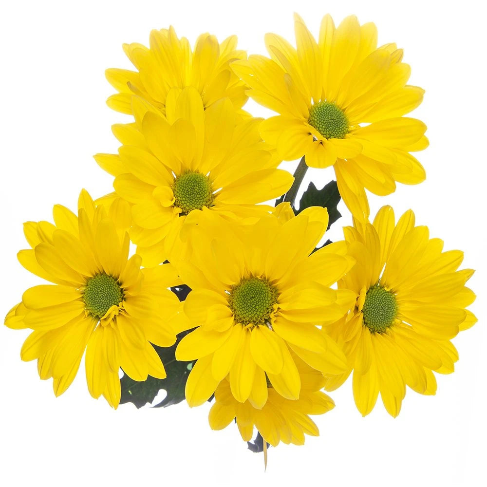 Yellow daisy stem